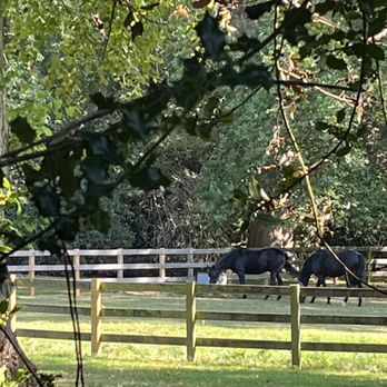 Windsor Castle - Horses near castle - Castles Near Me