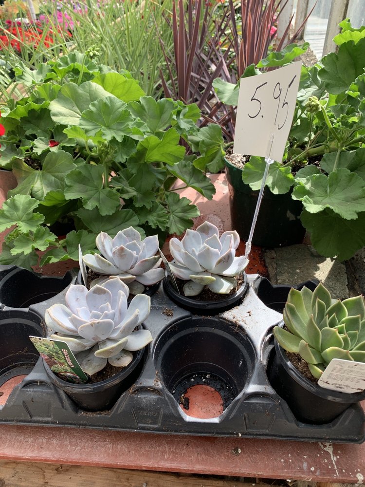 GENUARDI GARDENS & GREENHOUSES Updated September 2024 12 Photos 410 E Fornance St