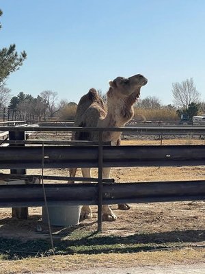 Licon's Dairy Azaderos by null