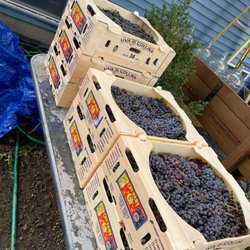 Prospero Winery & Grapes - My later purchase