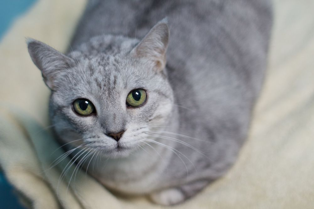 lange foundation cats