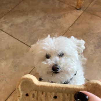 New Mexico Piñon Coffee - Treat for the puppo from the drive thru - Coffee & Tea Near Me - Rio Rancho, New Mexico New Mexico Piñon Coffee - Treat for the puppo from the drive thru - Coffee & Tea Near Me - Rio Rancho, New Mexico
