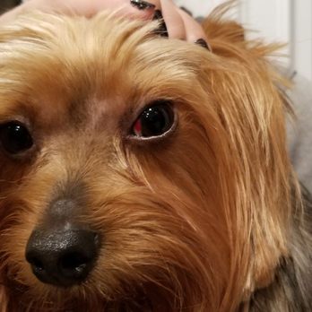 Just Dog People - Pet Groomers Near Me - Garner, North Carolina Just Dog People - Pet Groomers Near Me - Garner, North Carolina