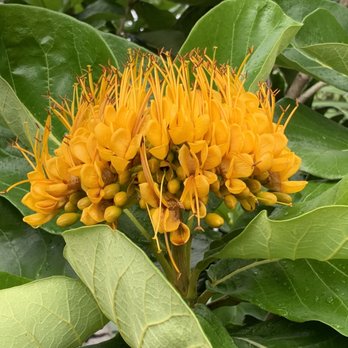 Deerfield Beach Arboretum - Beautiful yellow flower - Botanical Gardens Near Me - Deerfield Beach, Florida Deerfield Beach Arboretum - Beautiful yellow flower - Botanical Gardens Near Me - Deerfield Beach, Florida