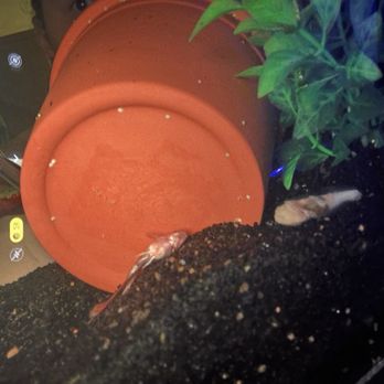 PetSmart - The 2 I just found dead today on the 24th (the white spots on the pot are snail eggs) - Pet Training Near Me - Bismarck, North Dakota
