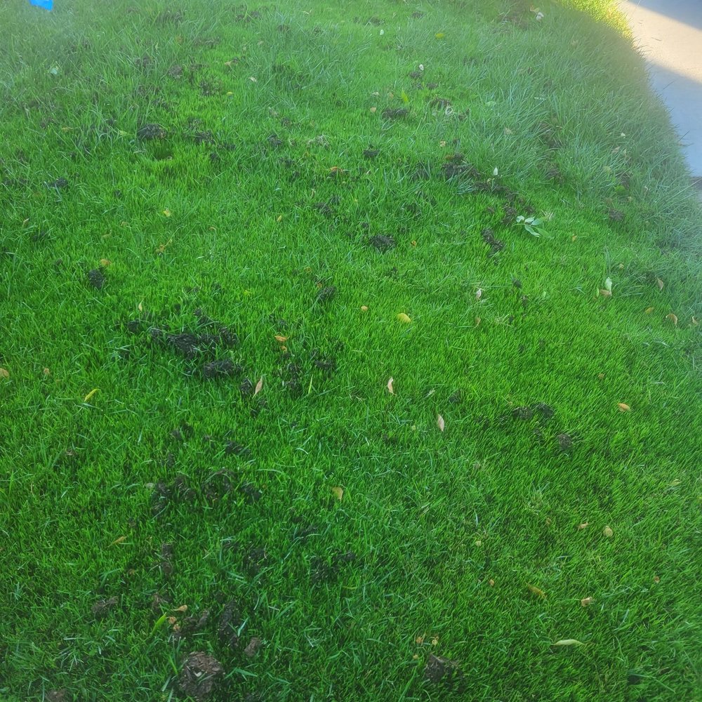 a green lawn with blue markers a green lawn with blue markers