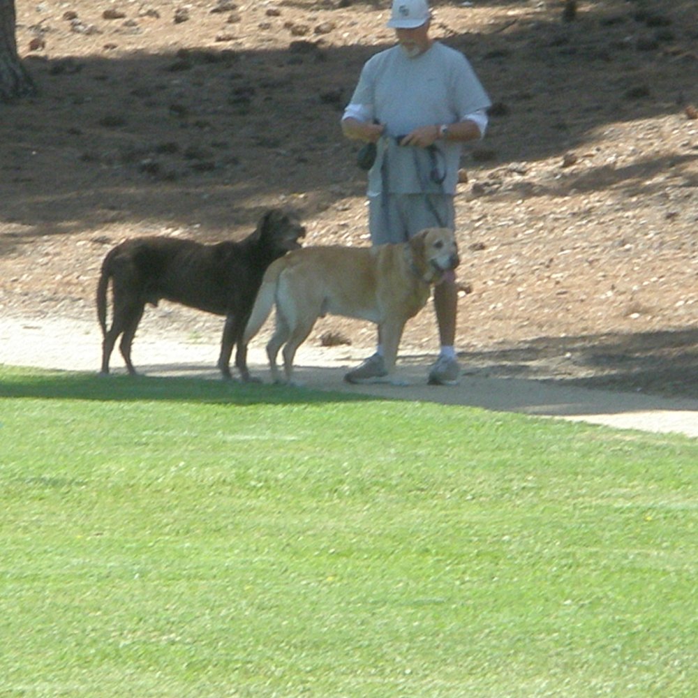 puts dogs on leash after seeing me take photos puts dogs on leash after seeing me take photos