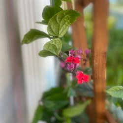 Green Thumb Nursery - Bleeding Heart Vine