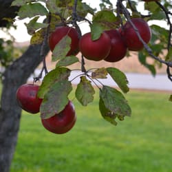 Fuggiti Segio Apple Orchard