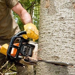 Affordable Tree Trimming and Removal - Tree Removal Service