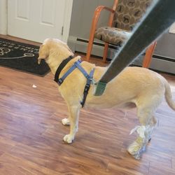 Cumberland Animal Hospital - Sampson broke a nail, so grateful they could fit us in. They take such good care of my pup