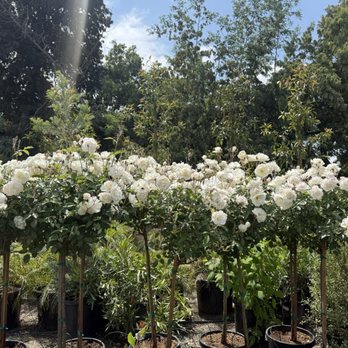 El Paraiso Nursery - Iceburg roses - Nurseries & Gardening Near Me - Watsonville, California El Paraiso Nursery - Iceburg roses - Nurseries & Gardening Near Me - Watsonville, California