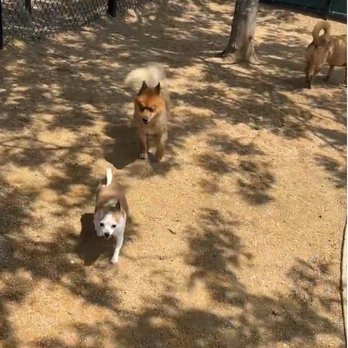 Little Bay Dog Run Queens, NY - Last Updated December 2024 - Yelp