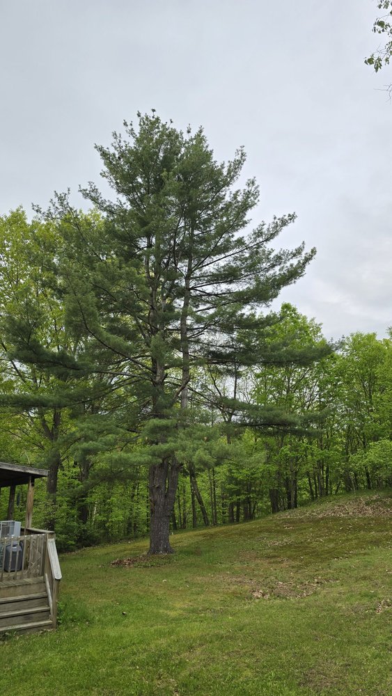 Allmark Tree & Crane Service - tree service in Castleton, NY