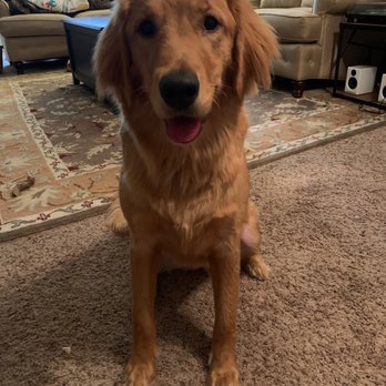 Petco - My golden retriever Effie. - Pet Stores Near Me - Richardson, Texas Petco - My golden retriever Effie. - Pet Stores Near Me - Richardson, Texas