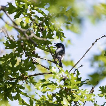 Wilderness Park - Adorable Blue-gray Gnatcatcher fussing at me May 2023 - Parks Near Me - Kaysville, Utah Wilderness Park - Adorable Blue-gray Gnatcatcher fussing at me May 2023 - Parks Near Me - Kaysville, Utah