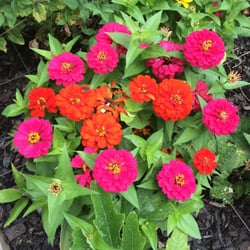City of Fairfax Community Garden - Flowers