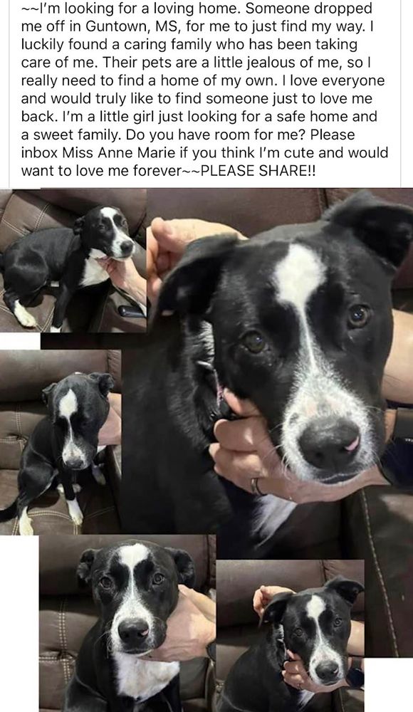 MISSISSIPPI ANIMAL RESCUE LEAGUE Updated October 2024 5221 Greenway