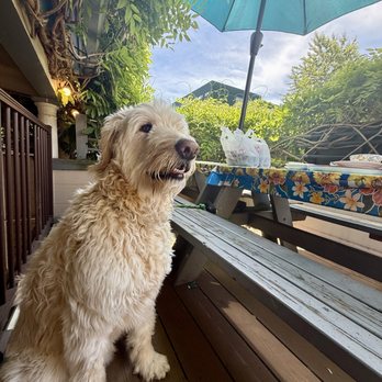 SomTum Thai Kitchen - Outside pet friendly patio :) - Thai Near Me - Portland, Oregon SomTum Thai Kitchen - Outside pet friendly patio :) - Thai Near Me - Portland, Oregon