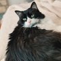 Photo of The Purr-fect Nanny