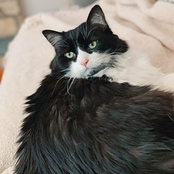 The Purr-fect Nanny - Navia - 17 1/2 years frisky Our Norwegian Forest Cat