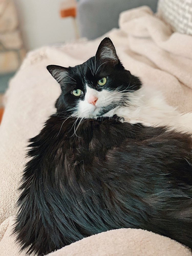 The Purr-fect Nanny - pet boarding facility in Omaha, NE