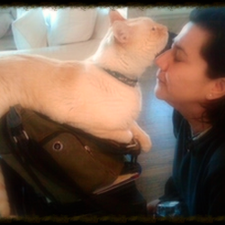 Sits & Walks - coaxing Bailey off of work bag (and losing)