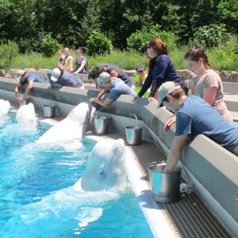 Marineland - Feeding the Beluga whales - Amusement Parks Near Me - Niagara Falls, Ontario Marineland - Feeding the Beluga whales - Amusement Parks Near Me - Niagara Falls, Ontario