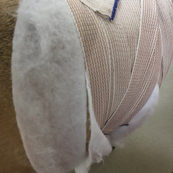 Muratore Terry DVM - The way she was bandaged if he was coming in the room. Looks very professional too! - Veterinarians Near Me - Henderson, Nevada Muratore Terry DVM - The way she was bandaged if he was coming in the room. Looks very professional too! - Veterinarians Near Me - Henderson, Nevada