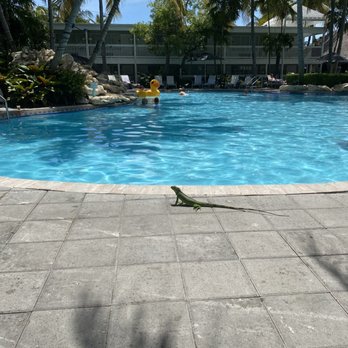 Havana Cabana - Iguana hanging at the pool - Resorts Near Me - Key West, Florida Havana Cabana - Iguana hanging at the pool - Resorts Near Me - Key West, Florida