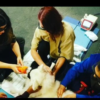Holistic Veterinary Care - 4 techs to 1 dog, what a life!  Laser therapy, back massage and peanut butter treat all at the same time... this is the life! - Veterinarians Near Me - Oakland, California