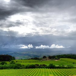 Cantina Peppucci - Vista vigneti