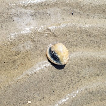 Assateague Adventures - Boat Tours Near Me Assateague Adventures - Boat Tours Near Me