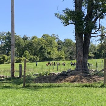 Clover Brooke Farm - Group embarking on a walk with farm llamas - Attraction Farms Near Me - Hyde Park, New York Clover Brooke Farm - Group embarking on a walk with farm llamas - Attraction Farms Near Me - Hyde Park, New York