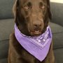 SophistiDog Grooming
