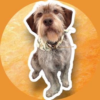 There's No Place Like Home Mobile Pet Spa - Pet Groomers Near Me - Berkeley , California There's No Place Like Home Mobile Pet Spa - Pet Groomers Near Me - Berkeley , California