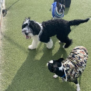 Tanner’s Canine Resort - Pet Training Near Me - Waldwick, New Jersey Tanner’s Canine Resort - Pet Training Near Me - Waldwick, New Jersey