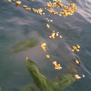 Ashes On The Sea - Goodbye dad. - Funeral Services & Cemeteries Near Me