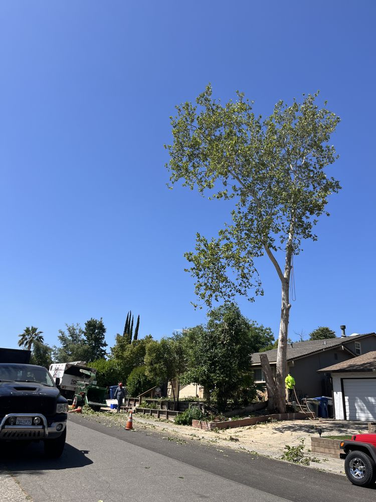 A J TREE SERVICE Updated July 2024 38 Photos 3748 Moonbeam Dr