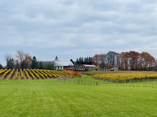 South River Vineyard by null