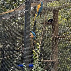 Hattiesburg Zoo - Birds