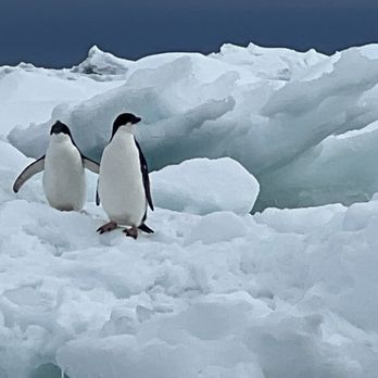 Lindblad Expeditions - Penguins on ice - Travel Services Near Me - New York, New York
