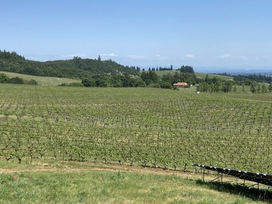 Bethel Heights Vineyard by null