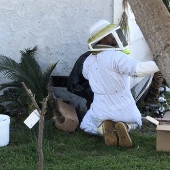 Beecasso Live Bee Removal - Thanks Steve - Pest Control Near Me - Redondo Beach, California Beecasso Live Bee Removal - Thanks Steve - Pest Control Near Me - Redondo Beach, California