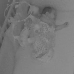 Vivian Sonnenberg - Look at this lil guy sleeping 12 hour stretches all by himself!