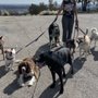 Photo of Echo Park Dog Walking