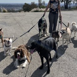 Echo Park Dog Walking