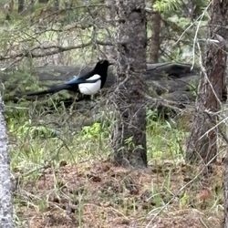 Pine Bungalows - Magpie, outside cabin.