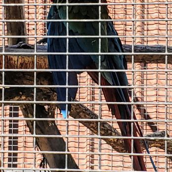 Wilderness Trails Animal Park - Parrot at Wilderness Trails Zoo - Zoos Near Me - Birch Run, Michigan Wilderness Trails Animal Park - Parrot at Wilderness Trails Zoo - Zoos Near Me - Birch Run, Michigan