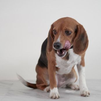 Shampooches - Shampooches Dog Grooming, Beagle - Pet Groomers Near Me - Alton, Illinois Shampooches - Shampooches Dog Grooming, Beagle - Pet Groomers Near Me - Alton, Illinois